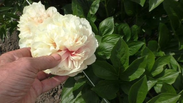 Пион   	Majesty s Splendor