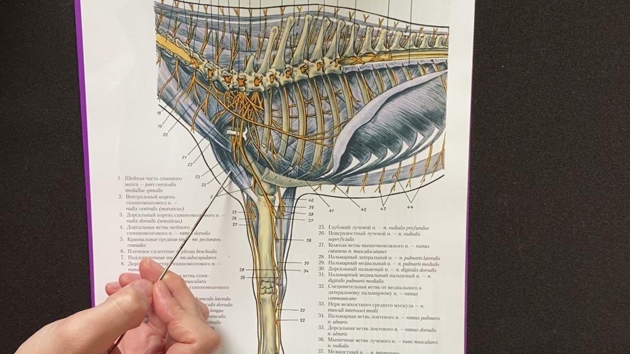 Плечевое сплетение спинномозговых нервов