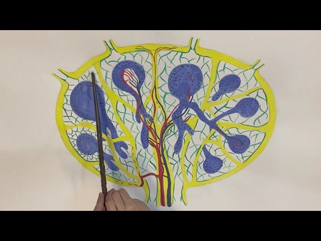 Строение лимфатического узла