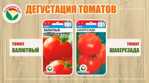 Дегустация томатов: Валютный, Шарехезада