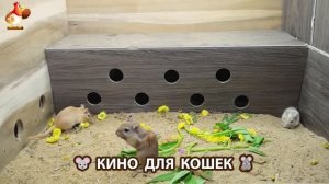 Видео для кошек про крысок развлекать питомцев 🐭🐀😂 (420)