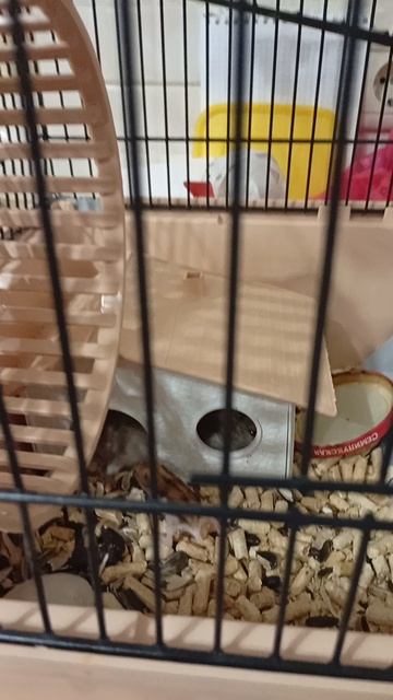 мама посмотри на хомяка