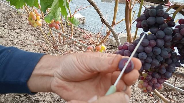 Кишмиш Самурай