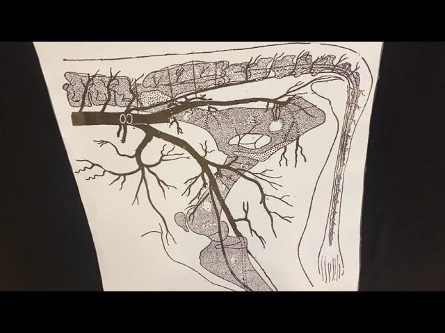 Артерии тазовой полости и стенки