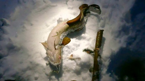 Зимняя рыбалка на Печоре № 11 \ Рекорд сезона побит