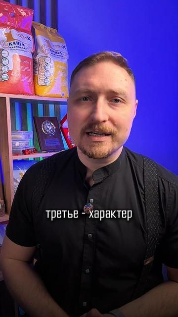 Порода года 2025 в России - почему немецкий шпиц стал №1 #шпиц #собаки #породы