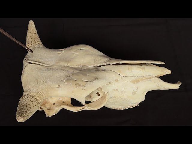 Видовые особенности черепа