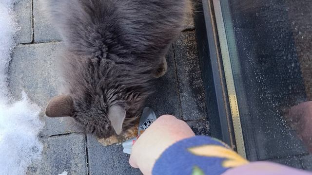 Встретили киску голодную а кругом снег смотреть онлайн