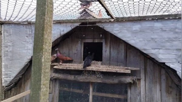 голуби хорошие на продажу