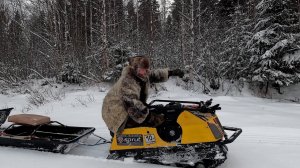 ЛИХАЯ РЫБАЛКА НА СЕВЕРНОЙ РЕКЕ. ЛЮТАЯ МОТОСОБАКА ДЕЛАЕТ ВЕЩИ. ПРОВЕРКА САМОЛОВОК НА НАЛИМА.