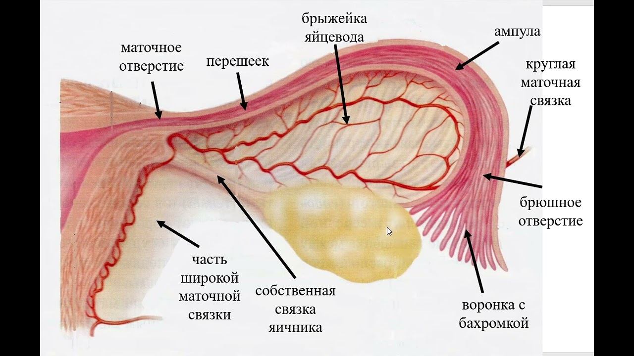 Строение яйцевода