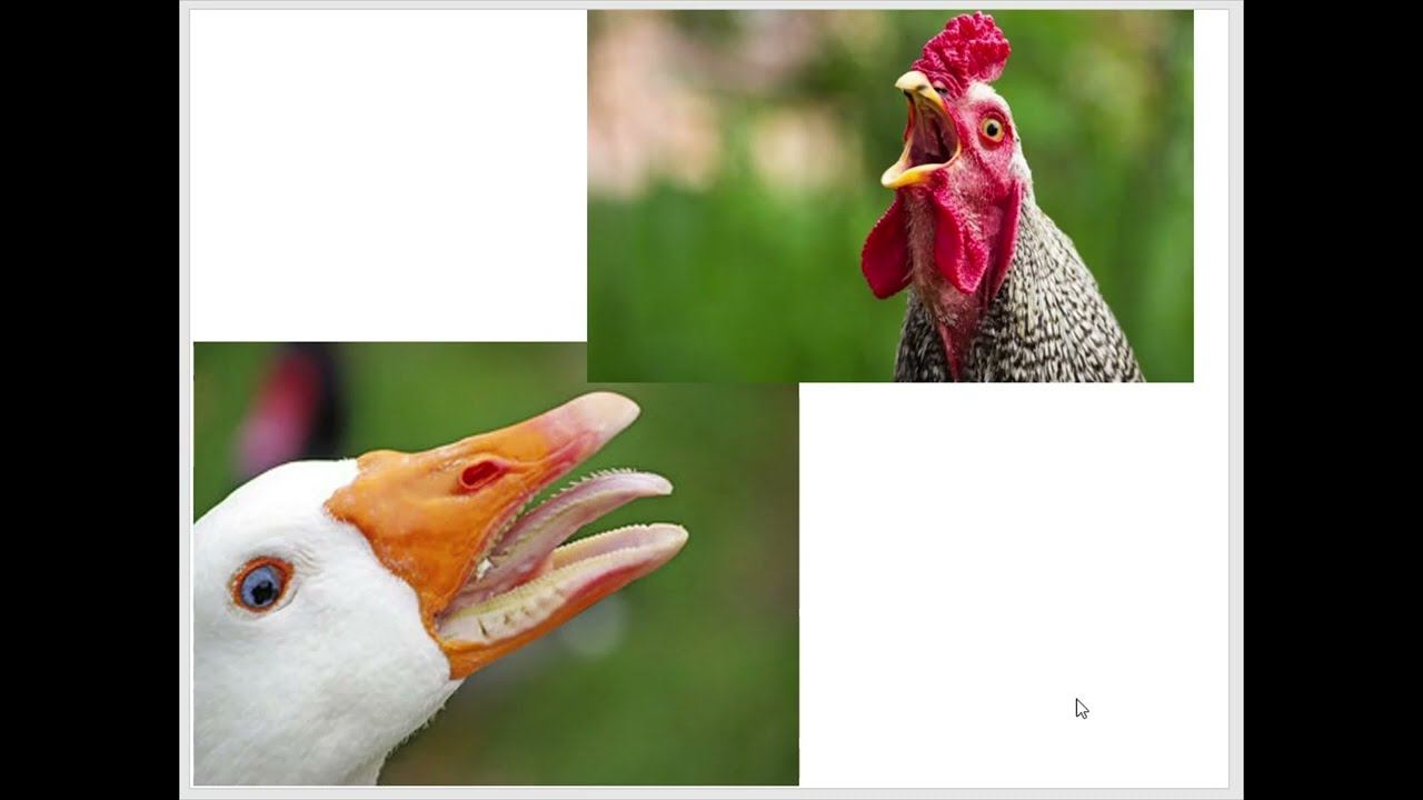 Особенности органов пищеварения у птиц