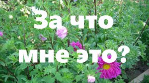 В день памяти св. великомученицы Анастасии Узорешительницы