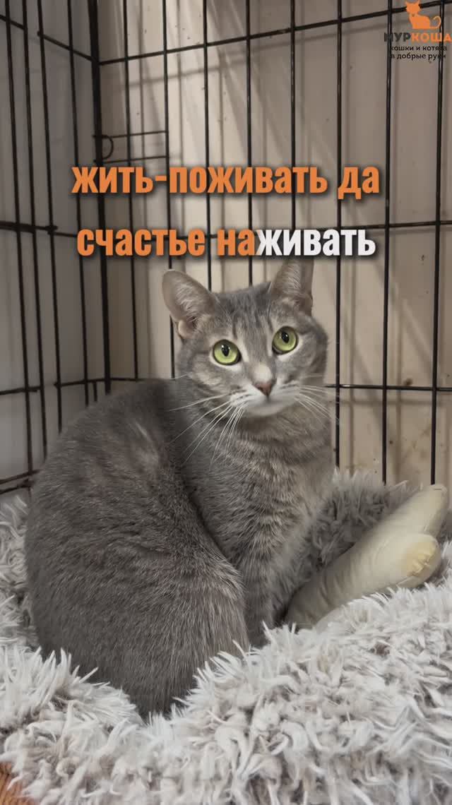 Шпилька ждёт вас в приюте #Муркоша смотреть онлайн