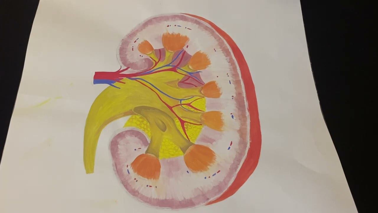 Строение почек (рисунок)