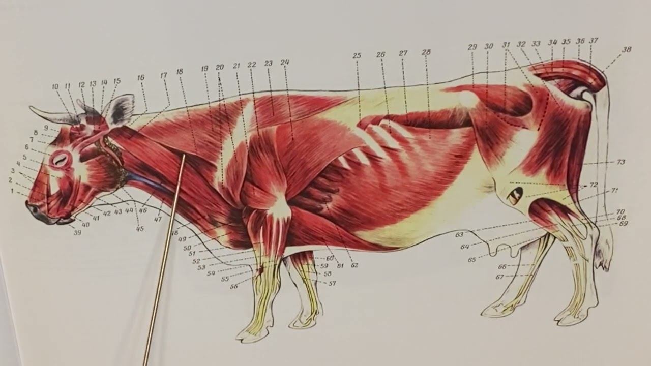 Мышцы плечевого пояса (соединяющие лопатку с туловищем)
