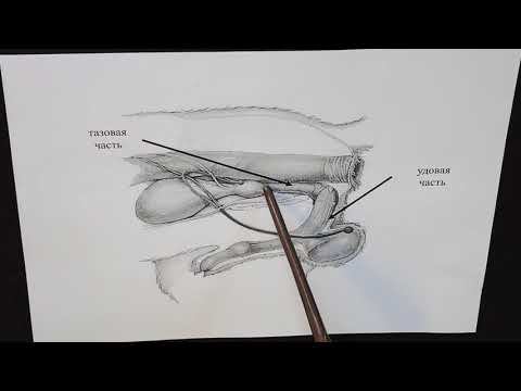Мочеиспускательный канал самцов