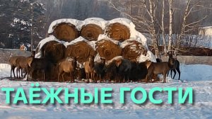 Жизнь в деревне Таежные гости красавцы маралы подошли прямо к дому покушать сено