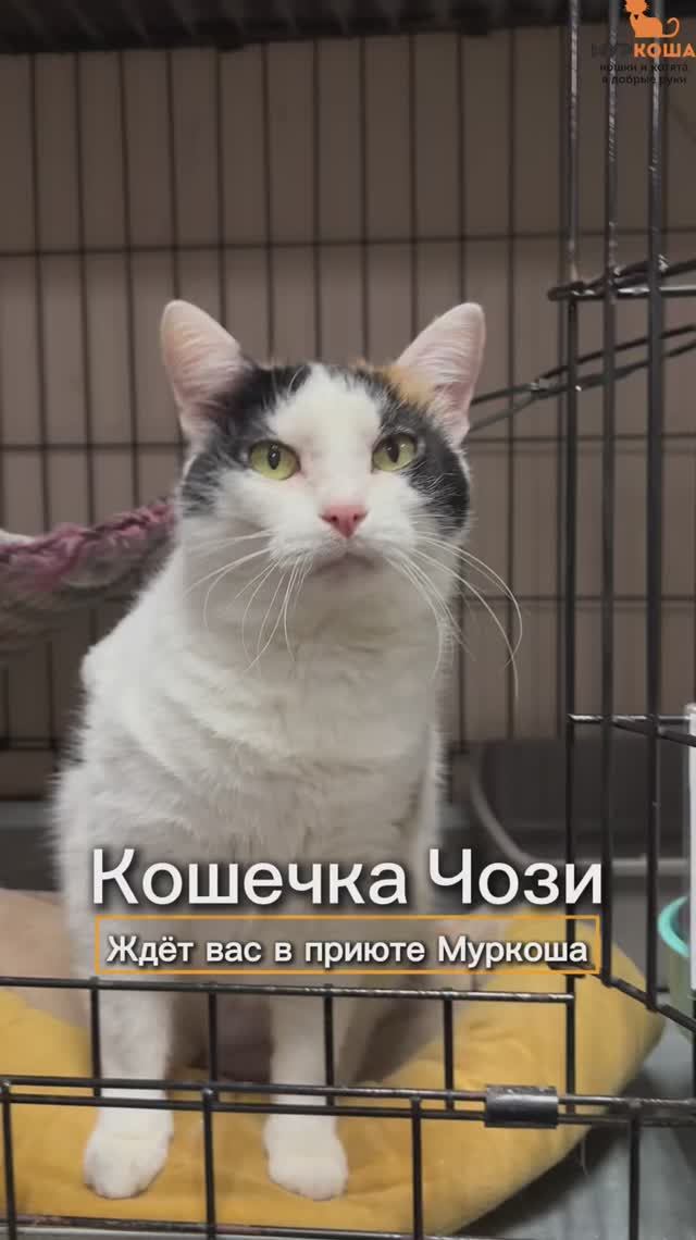 Чози ждёт вас в приюте #Муркоша смотреть онлайн