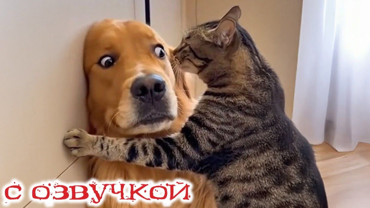 Приколы с котами! С ОЗВУЧКОЙ! Самые смешные животные! СМЕШНЫЕ КОТЫ! ТЕСТ НА ПСИХИКУ! смотреть онлайн