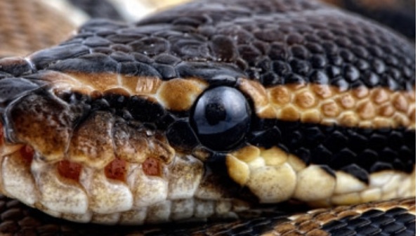 Животные в аренду