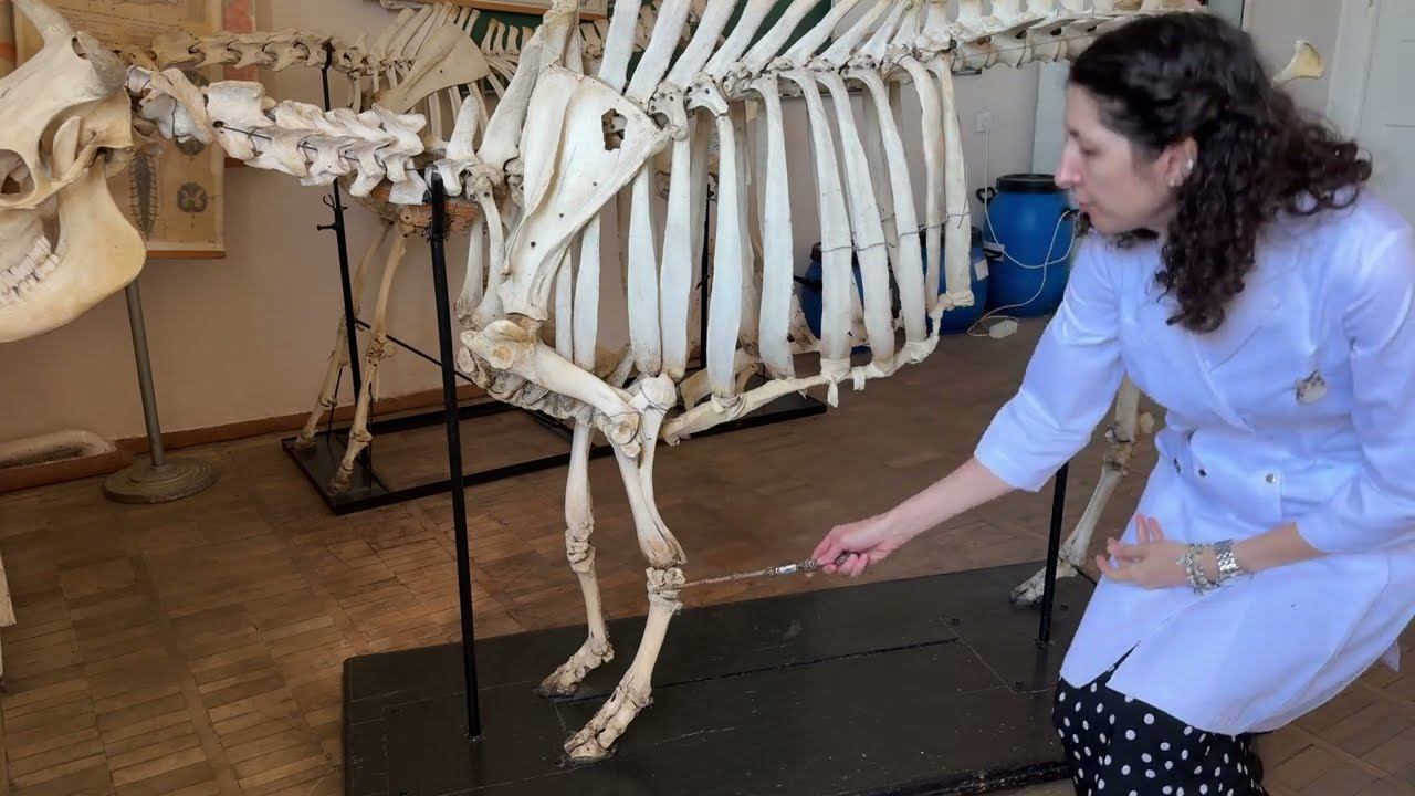 Деление периферического скелета на отделы