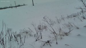 Охота на зайца. Выпуск 1