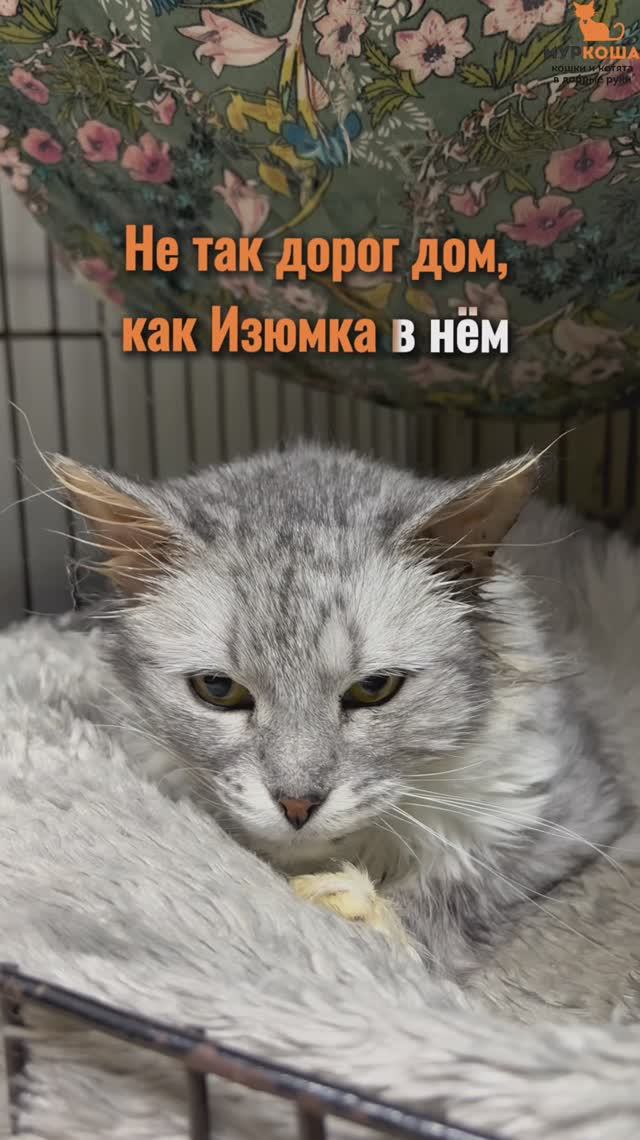 Изюмка ждёт вас в приюте #Муркоша смотреть онлайн