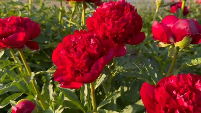 Пион “Christmas Velvet” (Рождественский бархат) смотреть онлайн