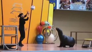 Дельфинарий в Геленджике