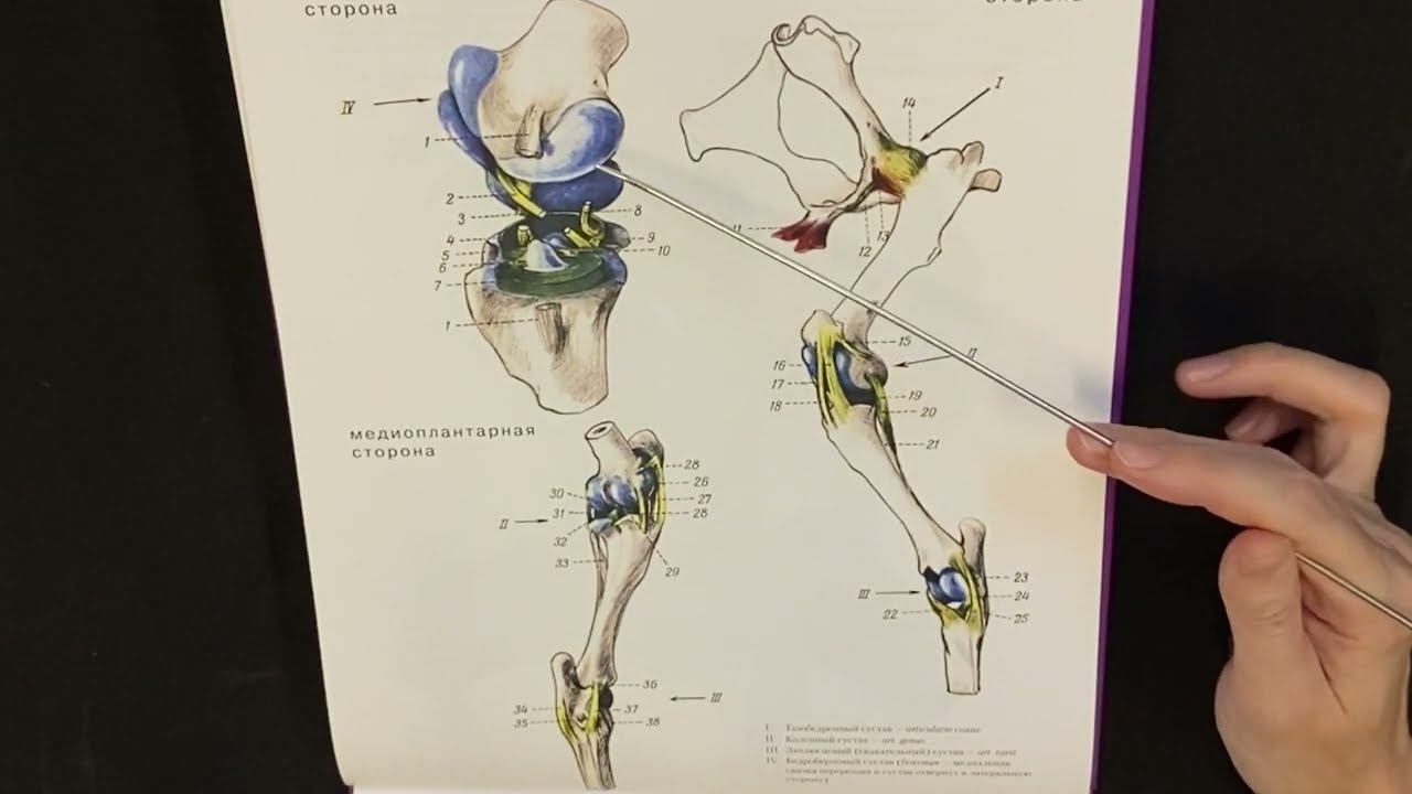 Соединение костей периферического скелета