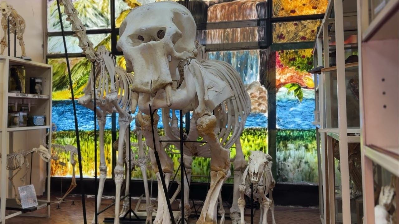 Интересное о слоне)