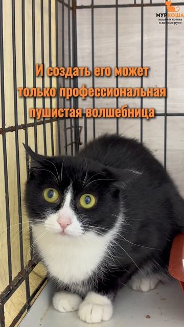 Милати ждёт вас в приюте #Муркоша смотреть онлайн