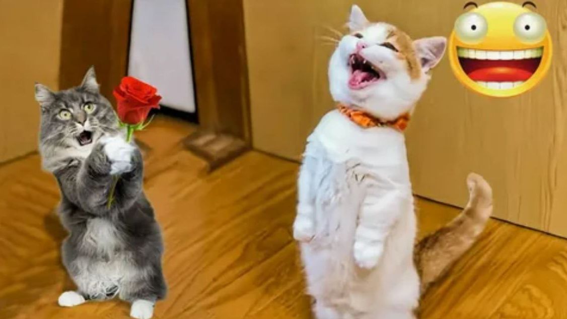 Приколы с животными Смешные видео Наши любимые животные самые смешные видео смотреть онлайн