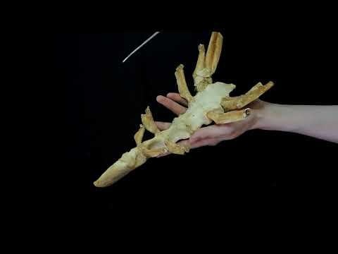 Строение и видовые особенности грудной кости