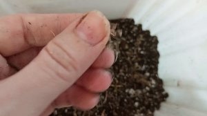 Просто сделать грунт для ароидных: алоказии, спатифиллумы, аглоанемы и др.