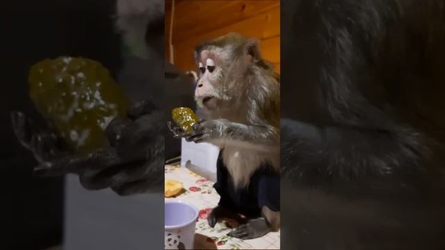 зверушки.mp4 смотреть онлайн