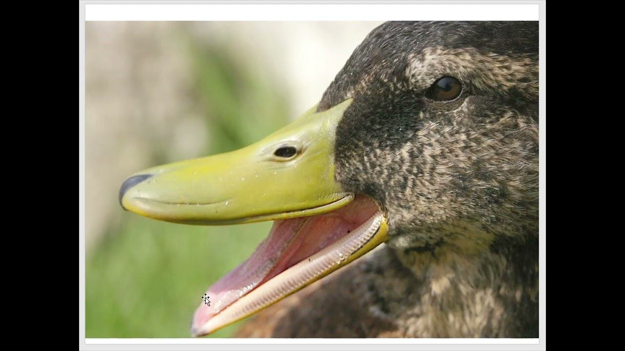 Особенности кожи и ее производных у птиц