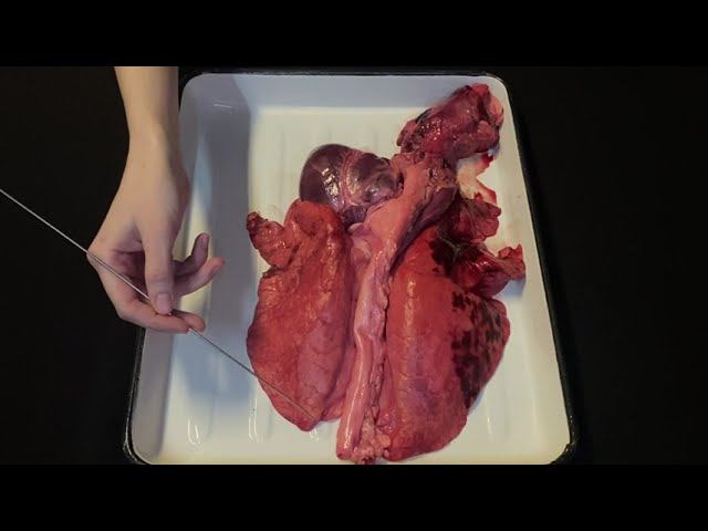 Легкие свиньи