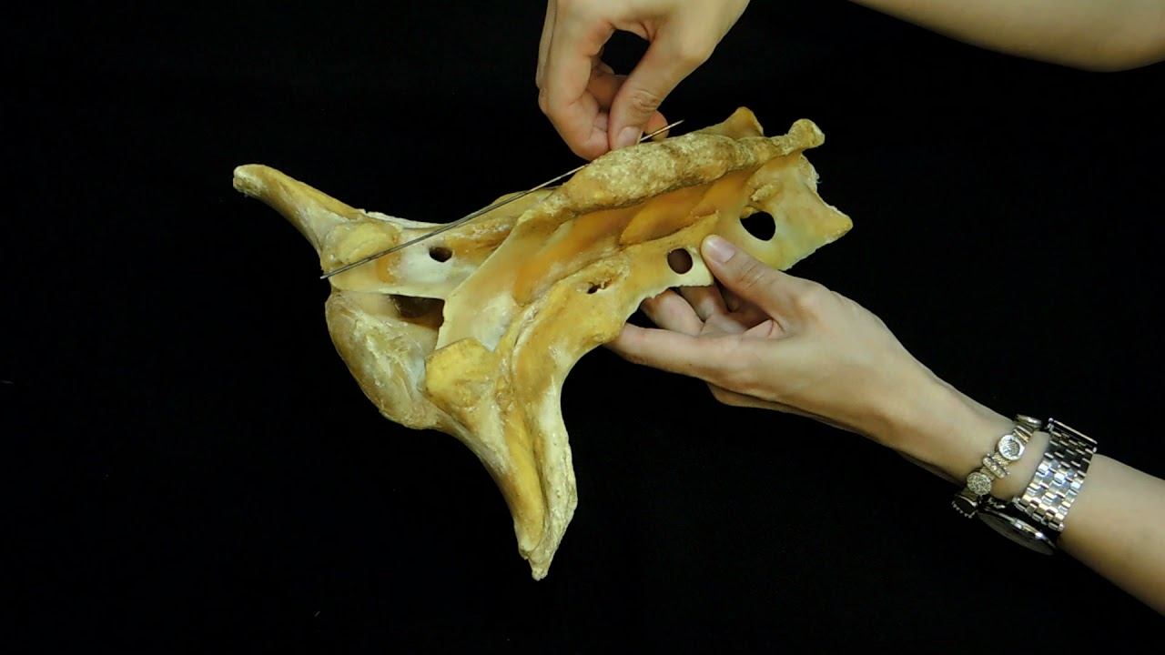 Строение и видовые особенности крестцовых позвонков