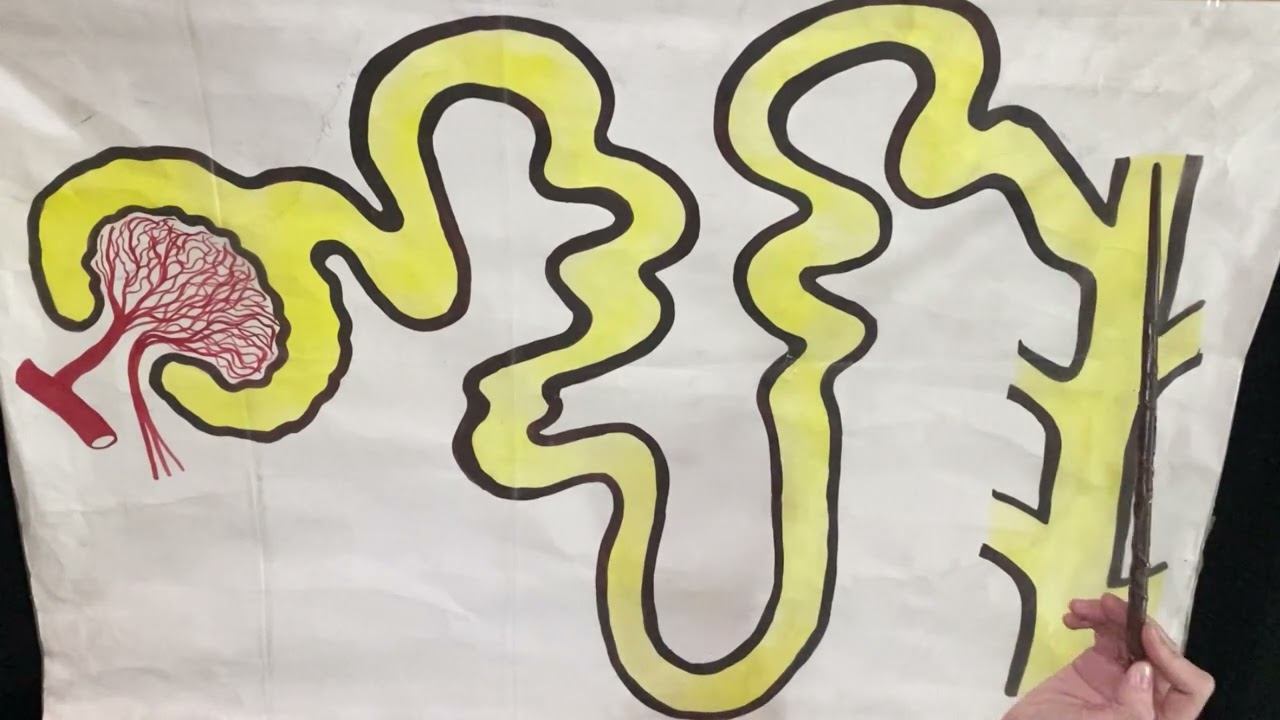 Строение нефрона и процесс мочеобразования