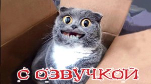 Смешные видео о детях и животных ● приколы с котами и собаками  Funny Baby Playing With Cats