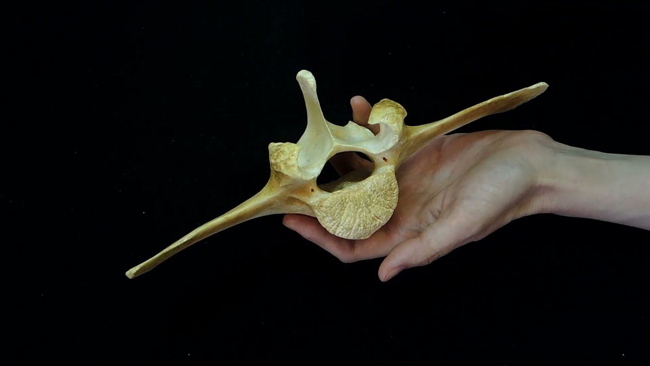 Строение и видовые особенности поясничных позвонков