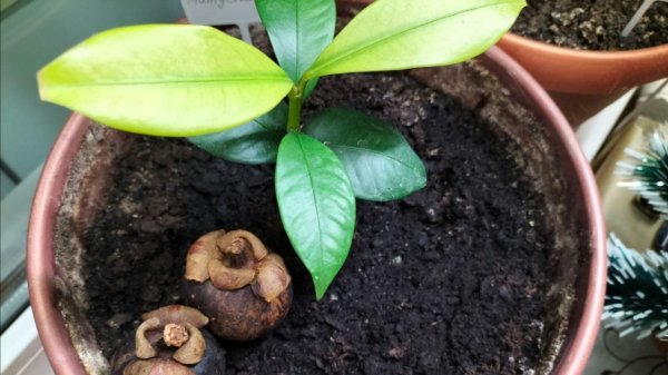 Мангустин в горшке