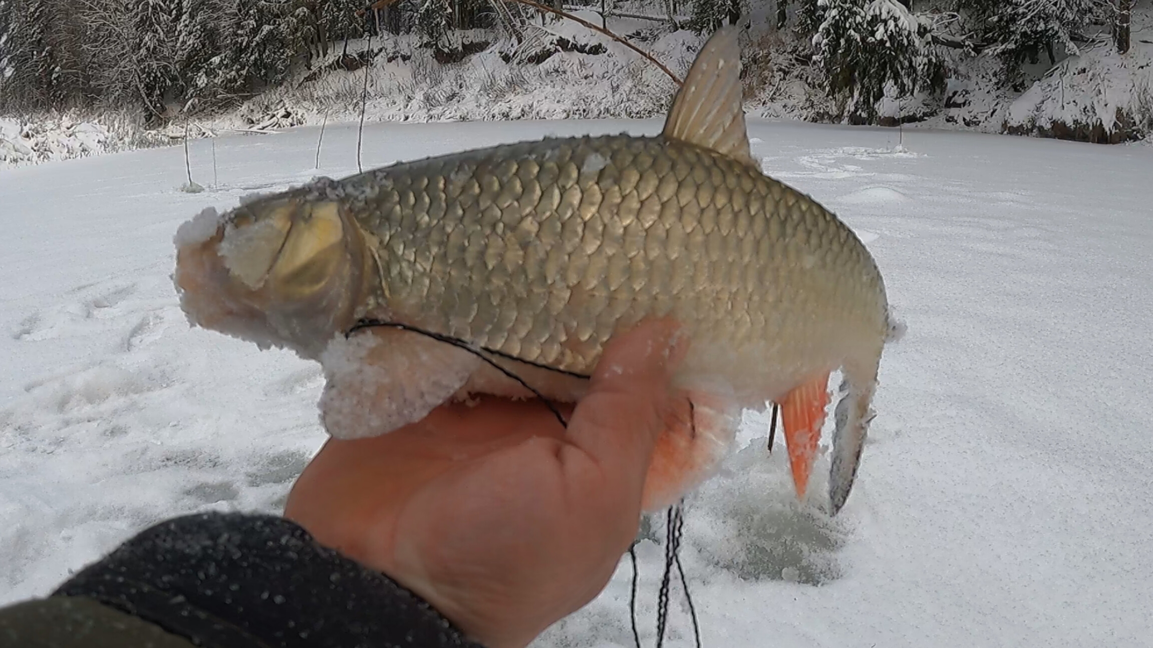 РЫБАЛКА НА КОСЫНКИ 2026. ПЕРВЫЙ УЛОВ ЭТОГО ГОДА.
