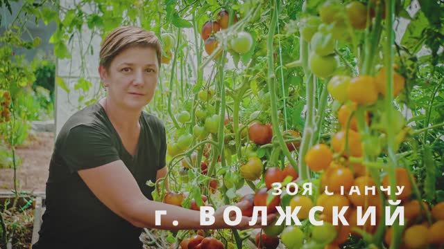 Отзыв о ВИТАЛАЙЗЕР и ФУЛЬВОХЕЛАТ из Волжского