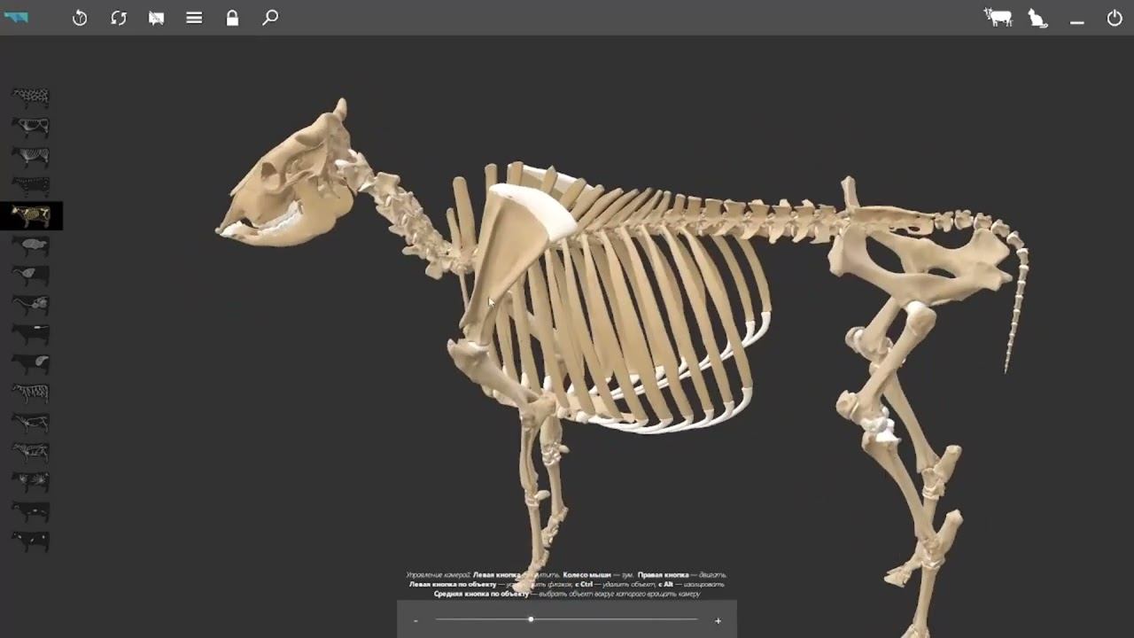 Деление скелета у животных #anatomy #veterinary #3danimation
