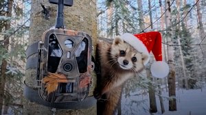 Развесил подарки на Ёлке и установил Фотоловушку