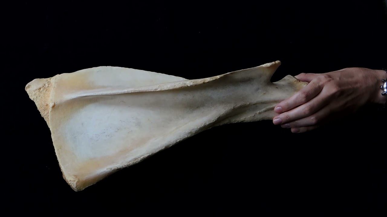 Строение и видовые особенности лопатки