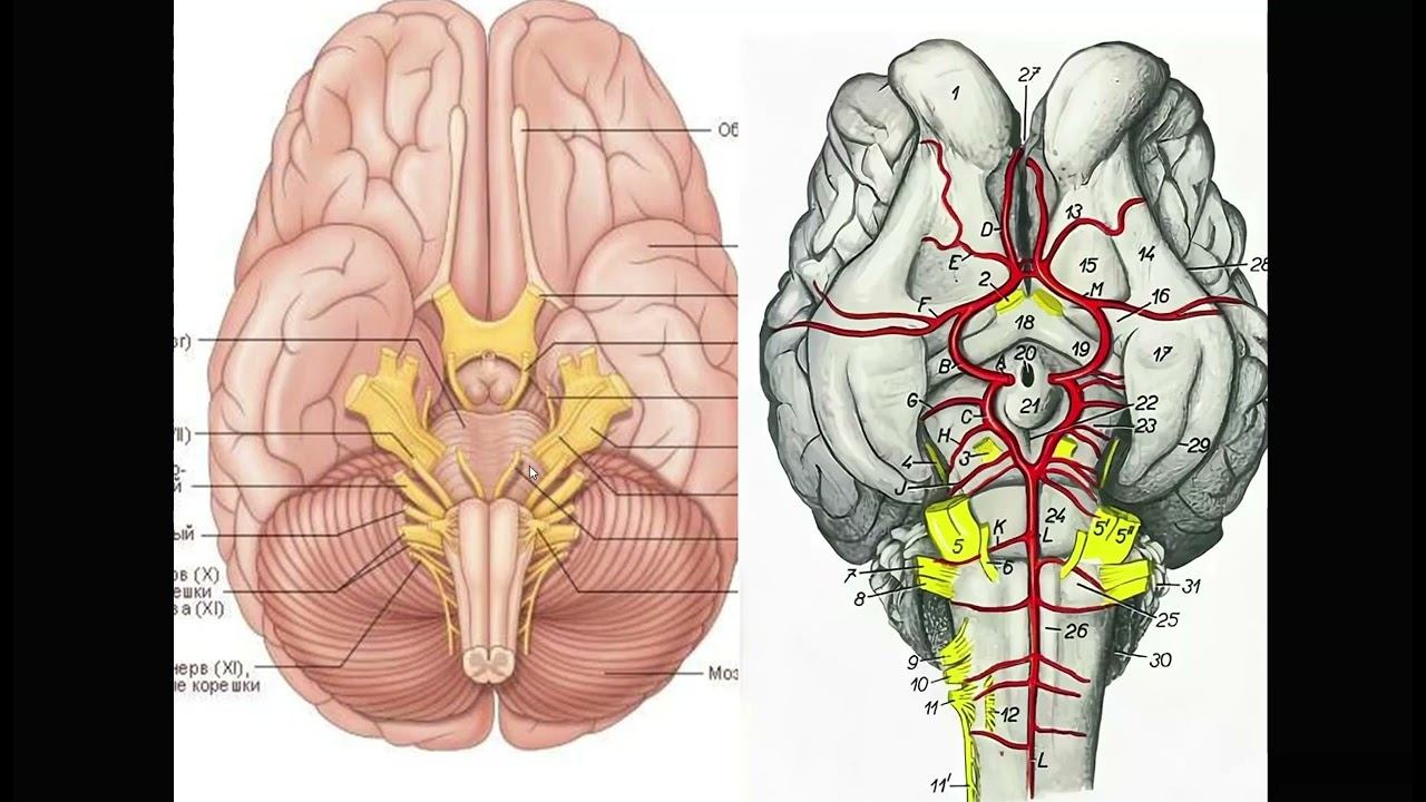 Размер обонятельного мозга человека и животных